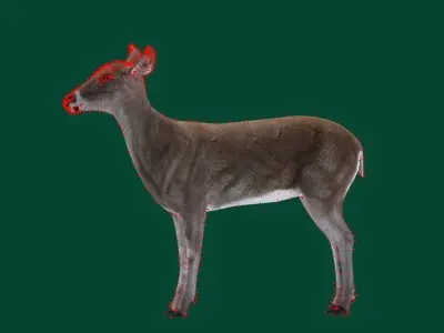 Virginia Deer  Low-poly 3D model