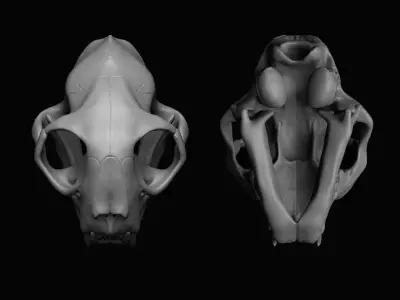 Cat Skull  3D model purchase