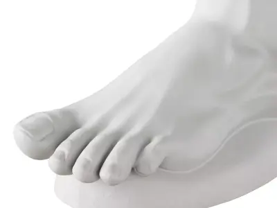 Plaster foot 3D model
