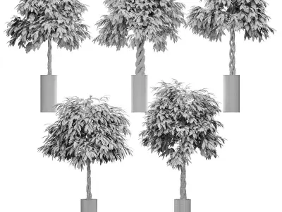 The ficus is large - 5 models 3D model