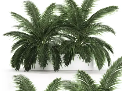 Decorative palm in a flowerpot 690 3D model
