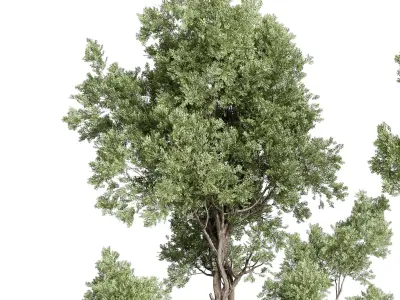 Trees in an old concrete vase outdoor plant set 148 Low-poly 3D model