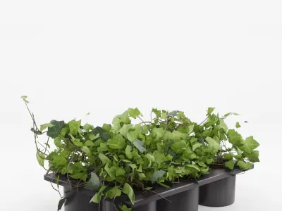 Common Ivy 3D Model Low-poly 3D model