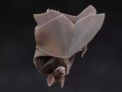 Vampire Bat in Hanging Pose - Rigged 3D model