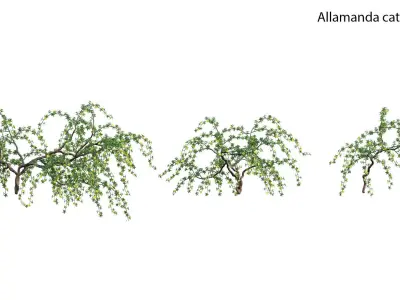 Allamanda cathartica - Golden Trumpet 3D model