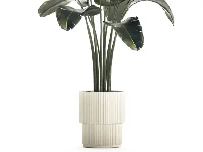 Beautiful Banana palm tree in a flower pot for decoration 1266 3D model