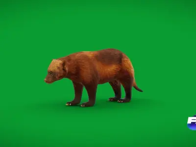 Wolverine Carcajou Low-poly 3D model