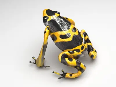 Yellow and Black Poison Dart Frog 3D model
