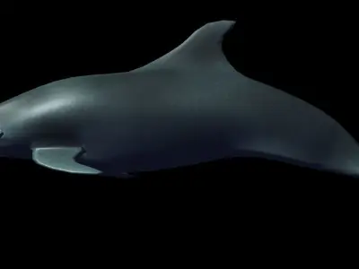 dolphin Low-poly 3D model