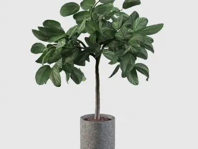 Ficus benghalensis  in terrazzo flower pot 3D model