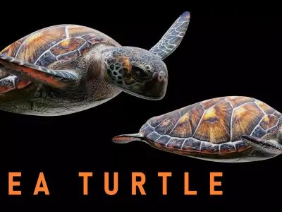 Animated Sea Turtle Low-poly 3D model