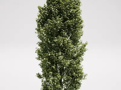 Carpinus Betulus - Hornbeam 3D model