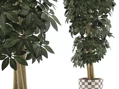 Plants Collection 79 3D model