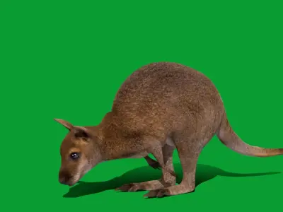 Wallaby Low-poly 3D model