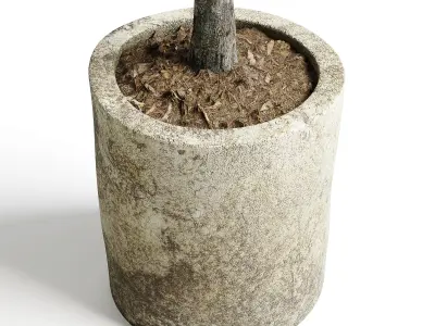 Collection outdoor plant 65 pot old olive tree concrete old vase 3D model