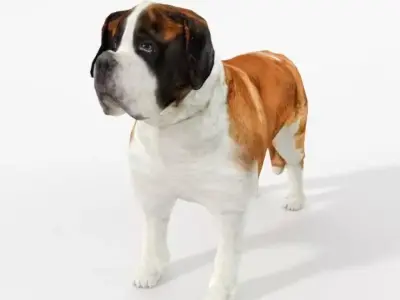 Saint Bernard Low-poly 3D model