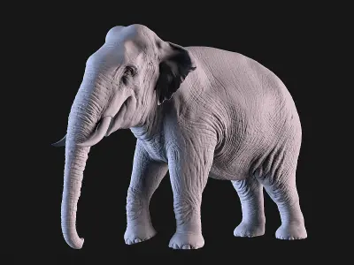 Elephants  African and Asian Species 3D print model