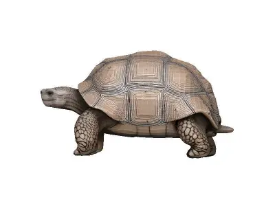 Tortoise Low-poly 3D model