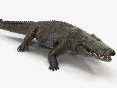 Large Nile Crocodile Rigged Low-poly 3D model