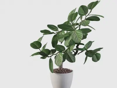 ficus benghalensis 3D model
