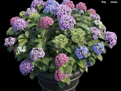 Hydrangea in planters set 03  3D model