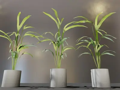 indoor pot plant  Low-poly 3D model