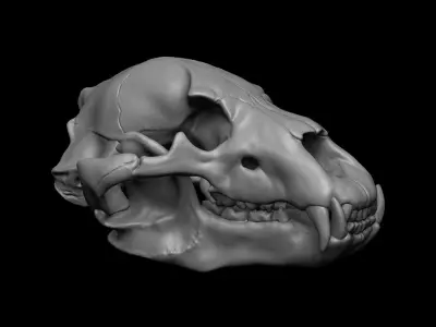 Bear Skull 3D model