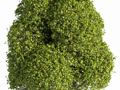 Outdoor Plants tree 09 3D model