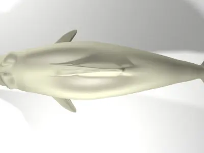 Dolphin - River 3D model