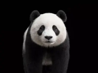 Panda Bear Rigged Animated  3D model