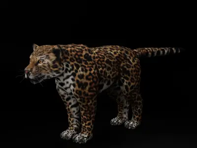 Jaguar  3D model Blender 3D model