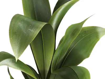 indoor plant 027 3D model