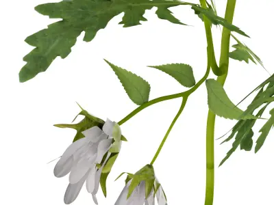 Marguerite daisy 3D model