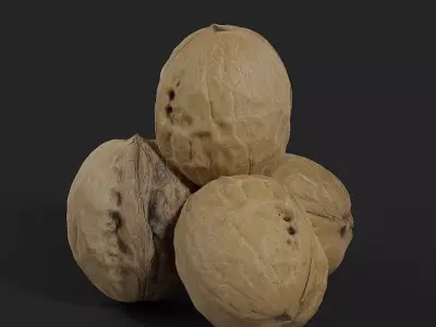 Walnut 002 3D model