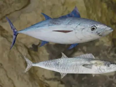 Longtail tuna- Barred spanish Meckerel fish 3D Model Collection