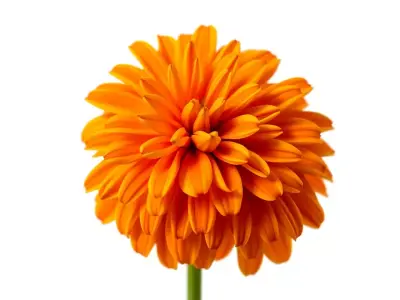 Vibrant Orange Flower model pack Low-poly 3D model