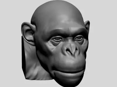 Chimp Head  3D model
