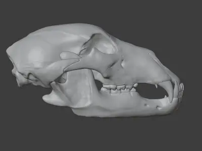 Bear skull  3D model
