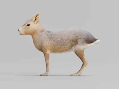 Patagonian Mara 3D model