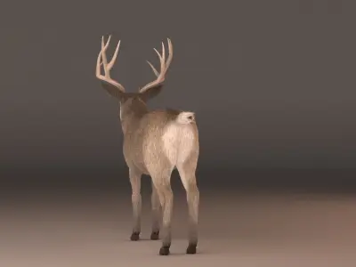 mule Deer 3D model