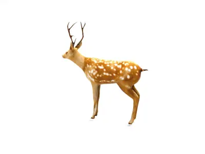 Deer Rigged  Low-poly 3D model
