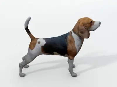 Beagle Dog Low-poly 3D model