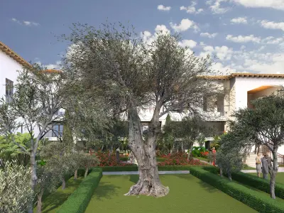 Olea europaea olive trees 3D Model Collection