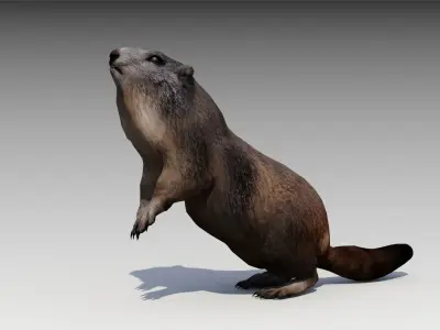 Marmot beaver Low-poly 3D model