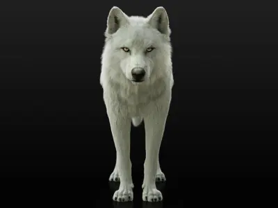 Arctic Wolf RIGGED XGEN igs 3D model