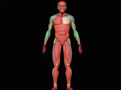 Anatomy Skeleton and Muscles 3D Model Low-poly 3D model
