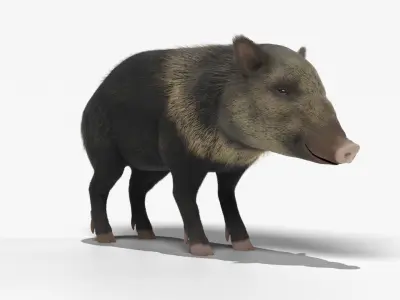 Peccary american pig 3D model