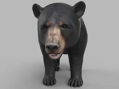 wild bear Low-poly 3D model