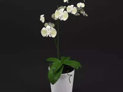 Orchid in pot 3D model