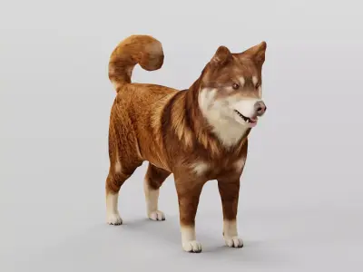 Finnish Lapphund Dog Breed 3D model